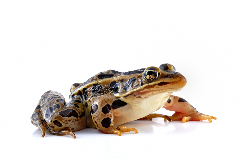 Feds: Frog may need protection in 19 states