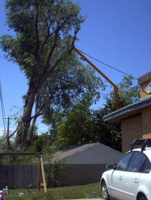 Crews cut down tree blamed for Bountiful power line accident