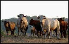 Ex-ranch manager sentenced in cattle rustling case