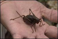 Utah State scientists seek cricket-killing fungus