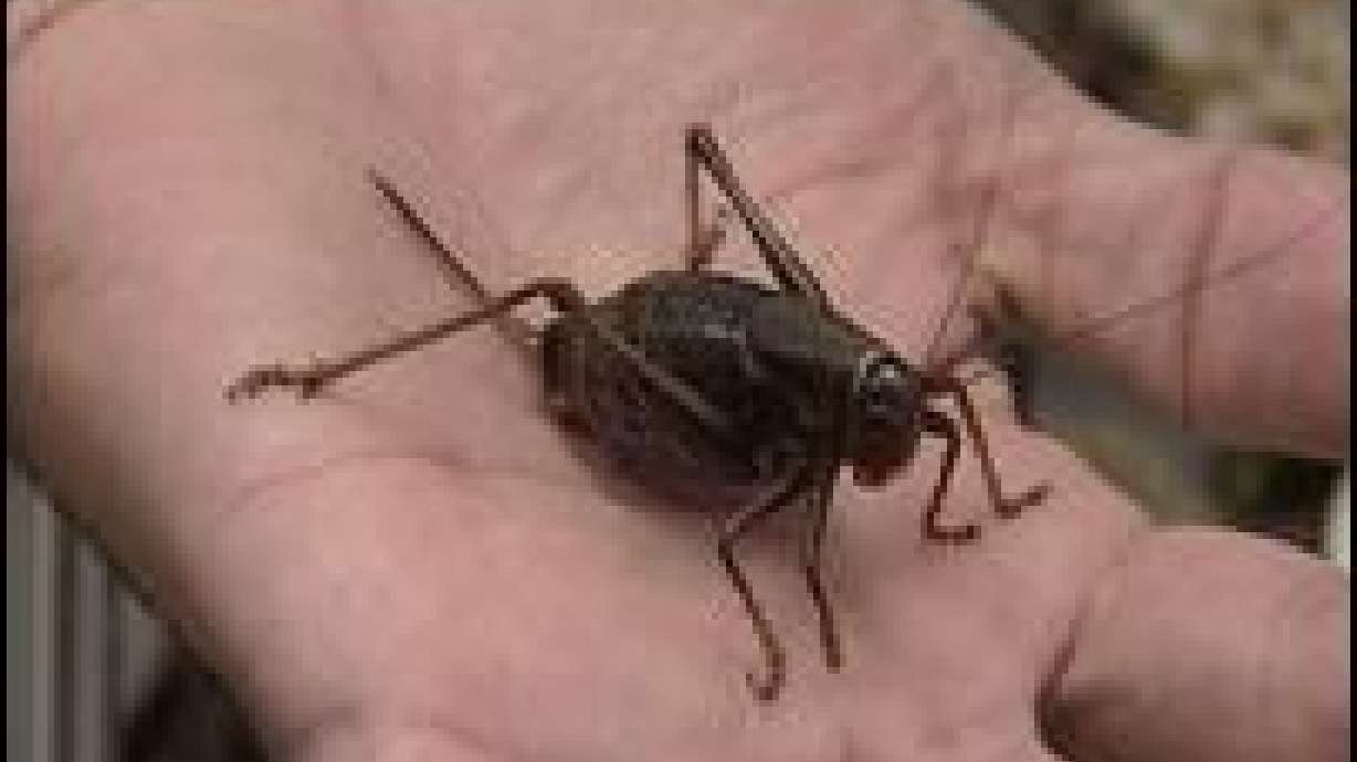 Utah State scientists seek cricket-killing fungus