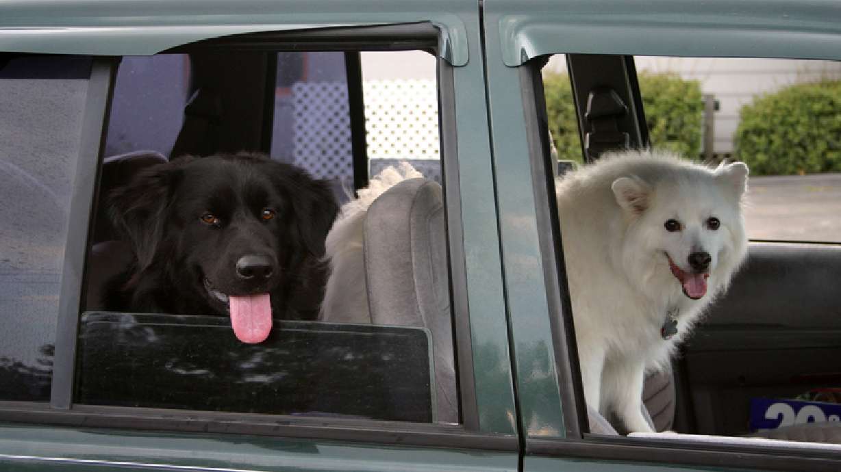Dogs and Hot Cars