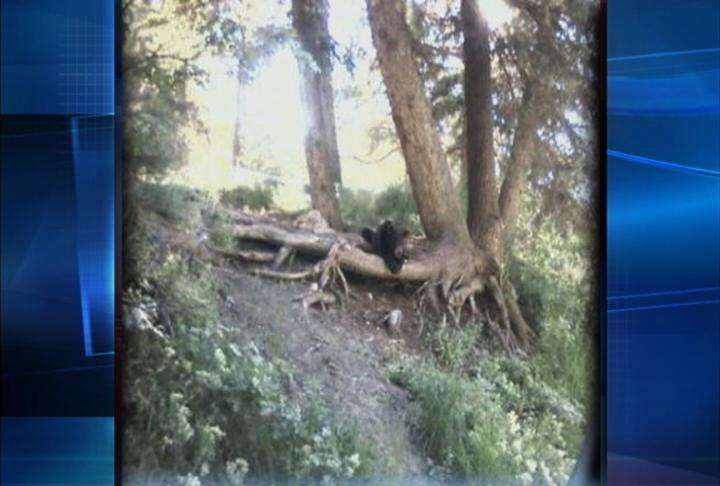 New images of bear wandering near campground