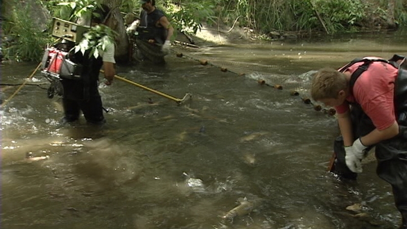 Experts say carp virus is no answer at Utah Lake