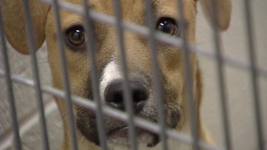 Scores of Utah shelter animals used in research