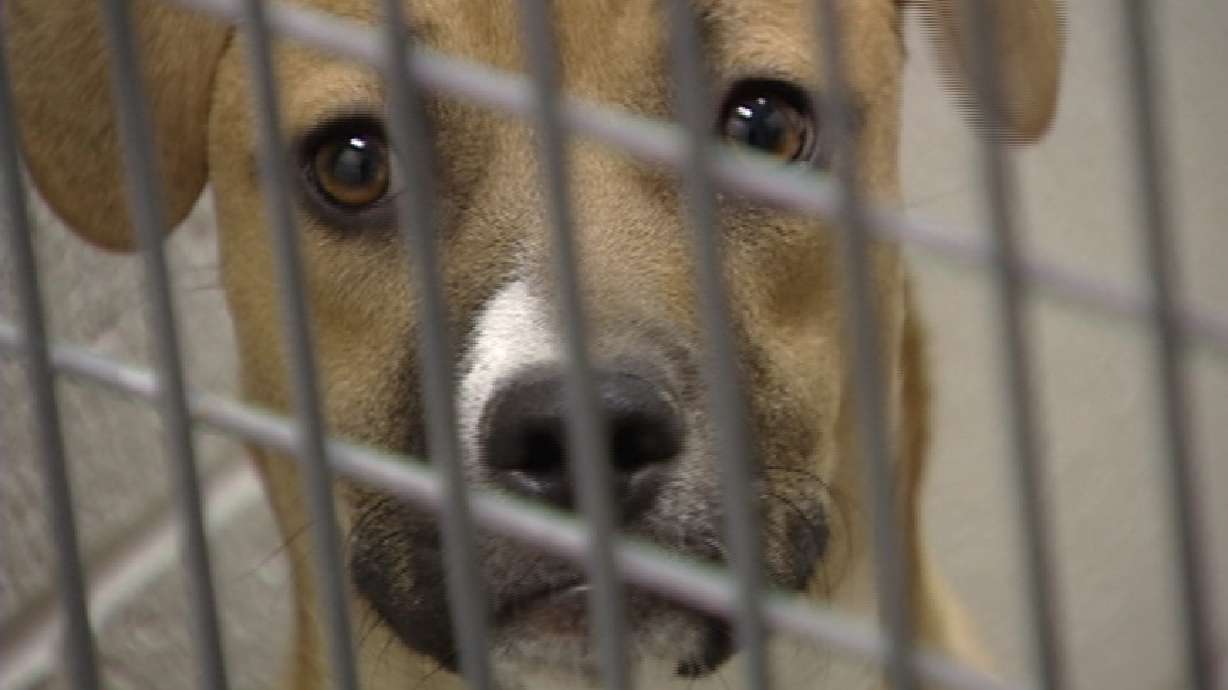 Scores of Utah shelter animals used in research