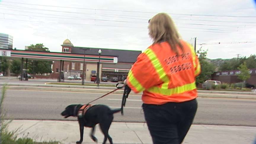 Shelters full of runaway pets scared by fireworks