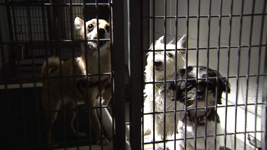 Shelters full of runaway pets scared by fireworks