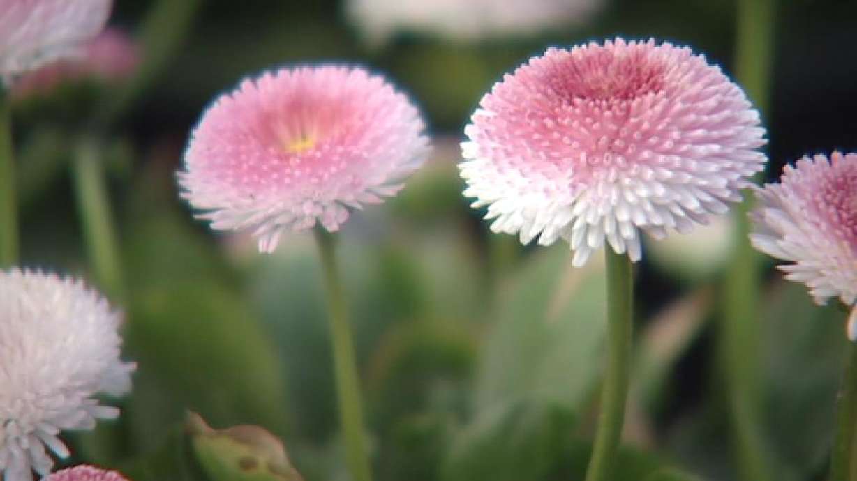 It's Prime Time to Plant Your Garden