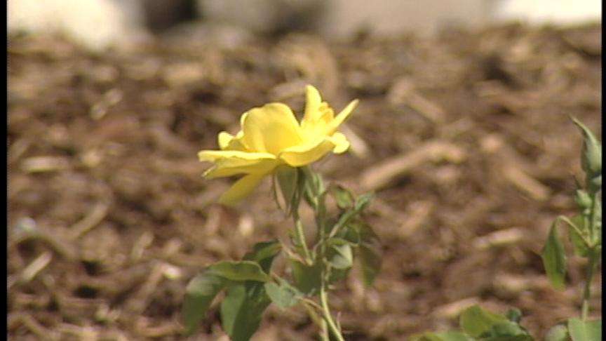 New Garden Designed to Help Us Save Water Opens Today