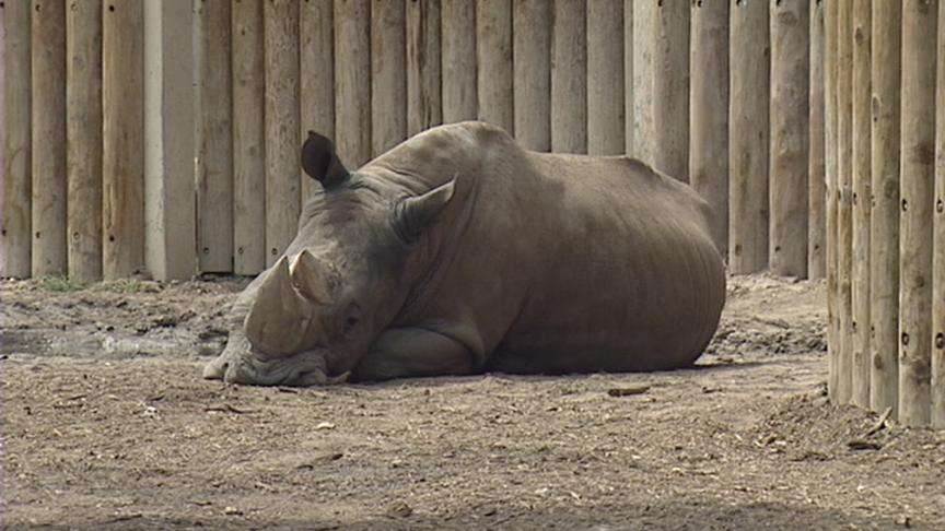 Hogle Zoo Seeking $65 Million Bond