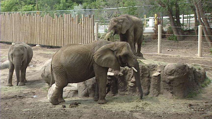 Hogle Zoo Seeking $65 Million Bond