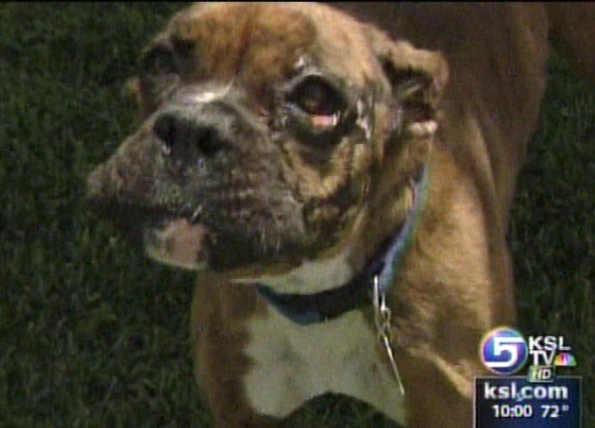 Severely Injured Dog to Go Up for Adoption