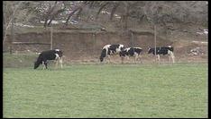 Mapleton Reimburses Man for Dairy Farm