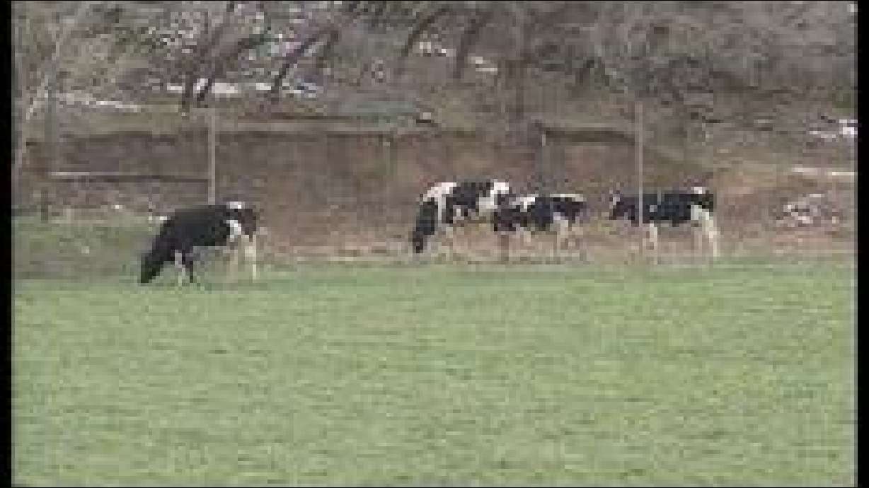 Mapleton Reimburses Man for Dairy Farm