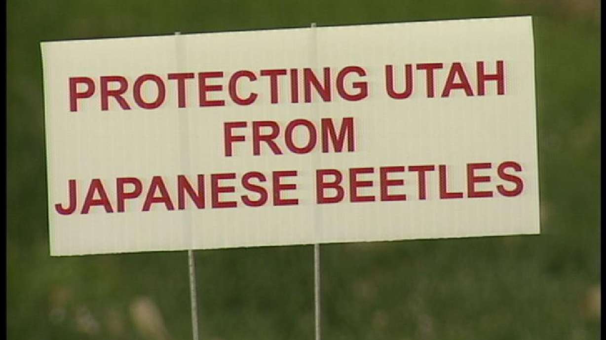 Orem Neighborhoods to Undergo Mandatory Spraying for Japanese Beetles