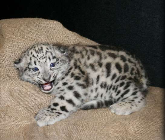Snow leopard cub born at Utah's Hogle Zoo
