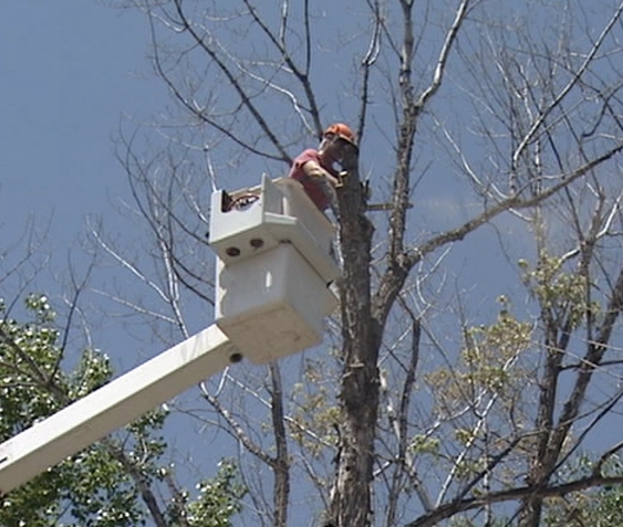 Tree losses climb in Salt Lake City