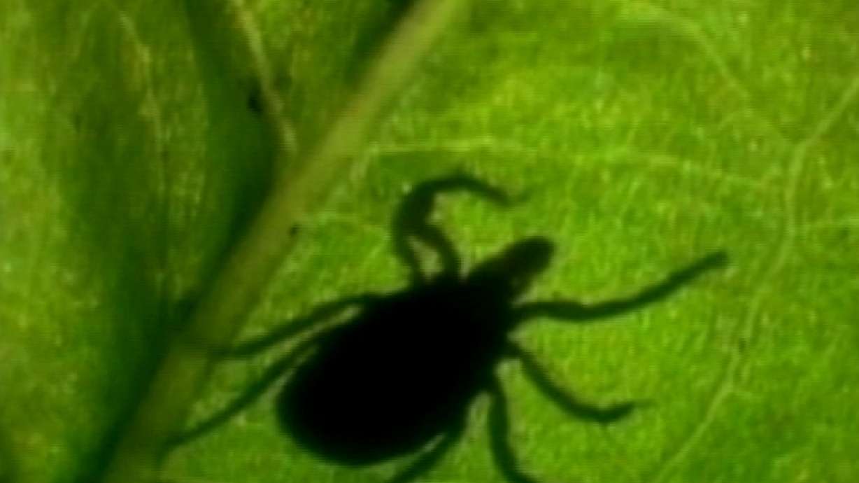 Lyme disease often misdiagnosed