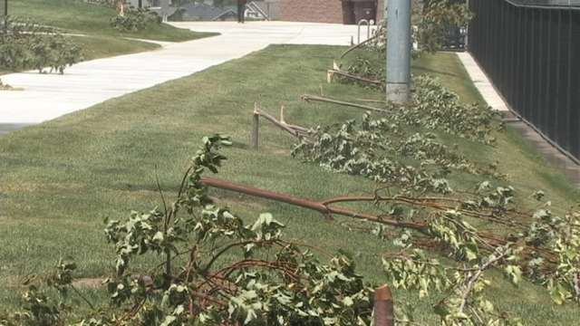 Damaged trees at Galena Hills Park in Draper on July 17.