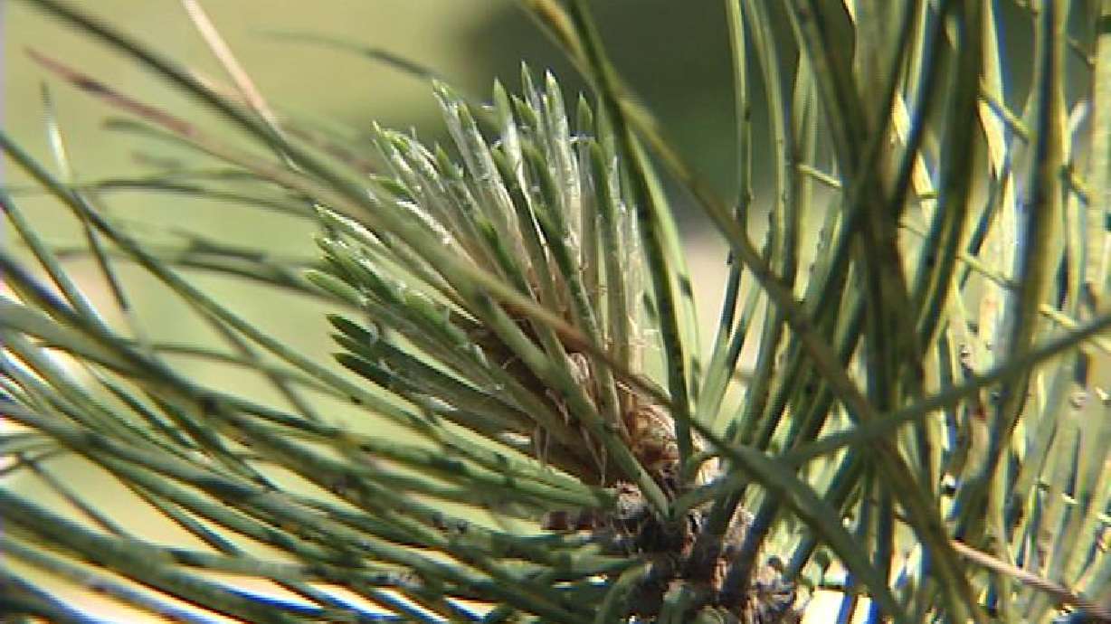 Conserving Water May Actually Damage Pine Trees