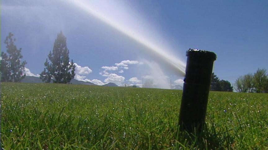 Conserving Water May Actually Damage Pine Trees