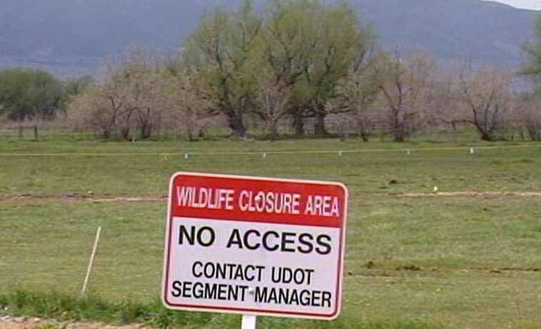 Hawks in the way of new highway fly the coop