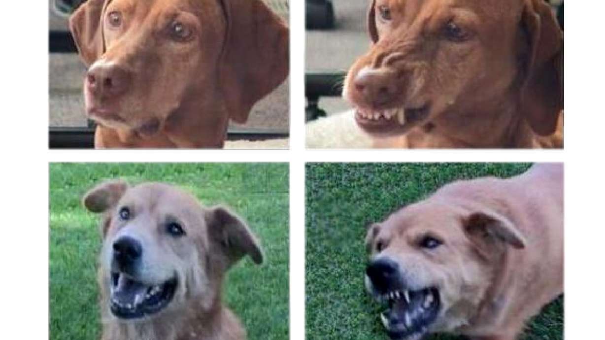 Research: Babies reading emotions of dogs better than adults