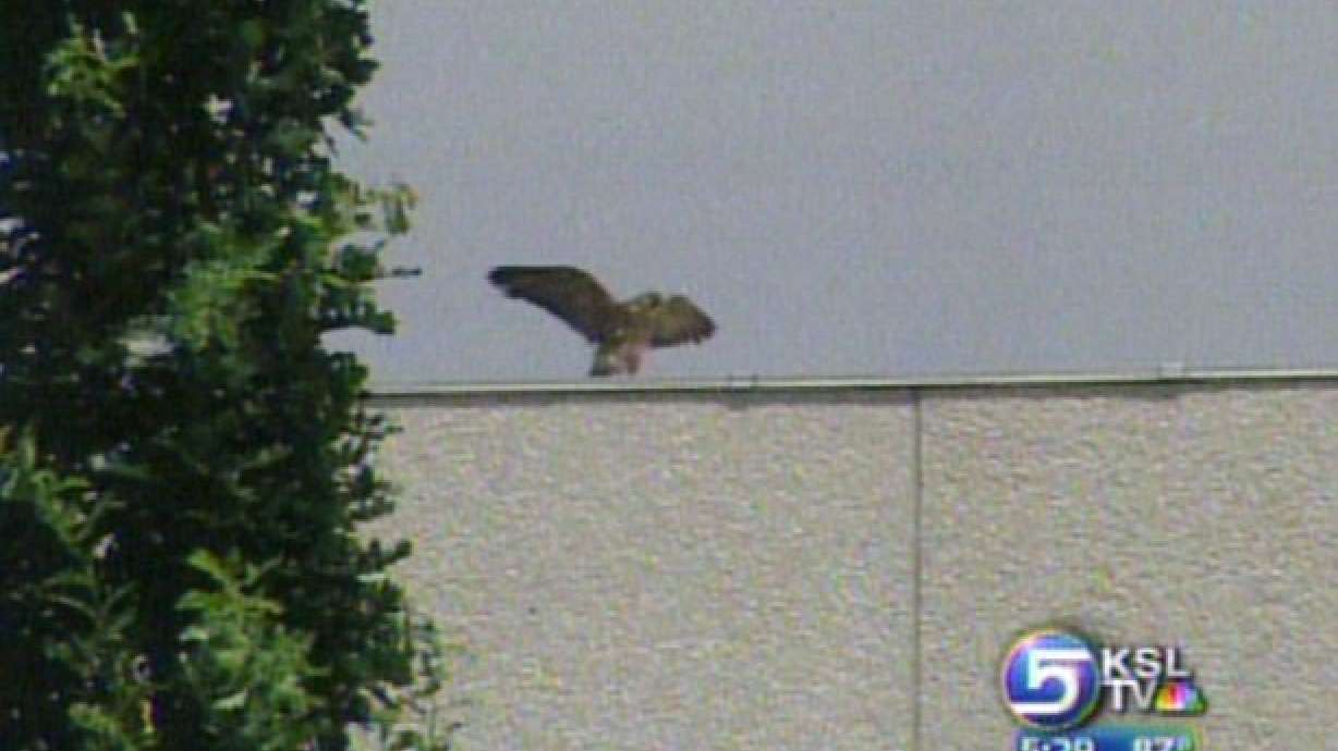 Bird Watchers Keep Eye on Downtown Peregrine Falcons