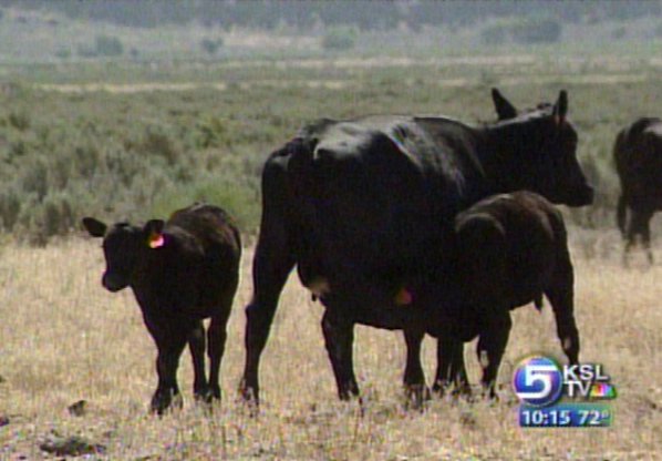 Cattle Rustling a Growing Problem