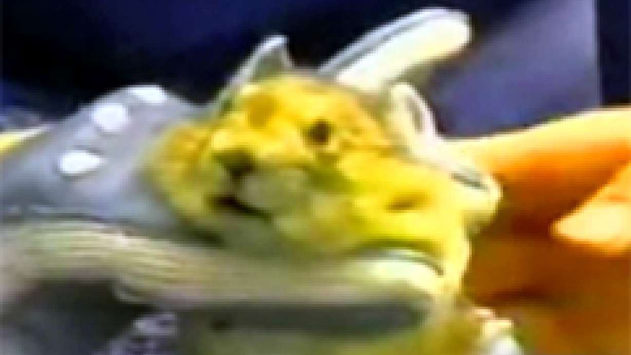 Scientists Fear Global Warming May Hurt Mountain Mammal