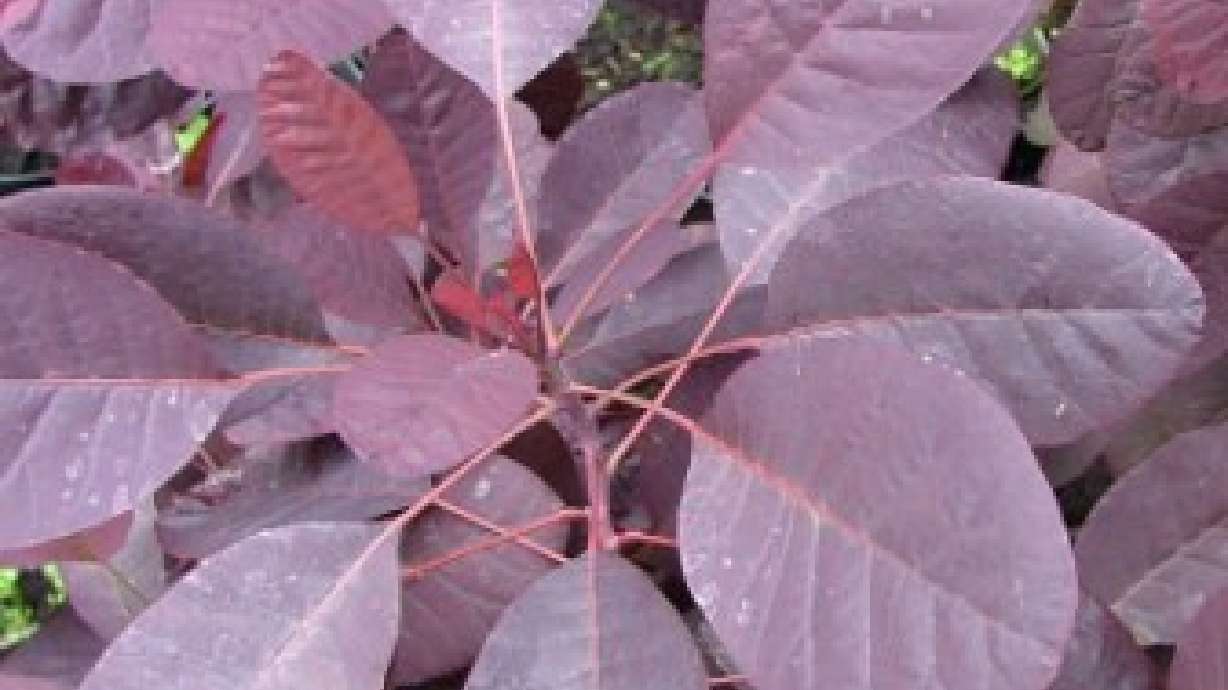 Where There's Smoke There's NO Fire