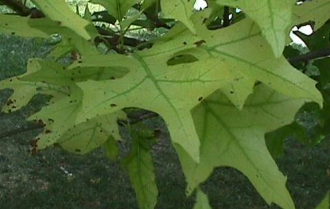 Iron Chlorosis: The Planet Equivalent Of A Soap Opera