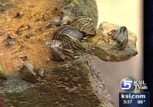 Officials Working to Keep Mussels Out of Powell