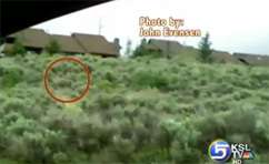 Bear Wanders Through Kimball Junction