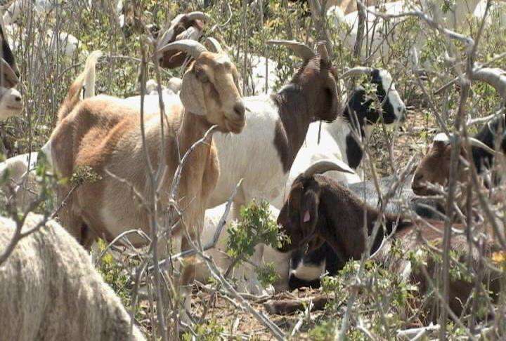 Camp Williams using goats to fight wildfires