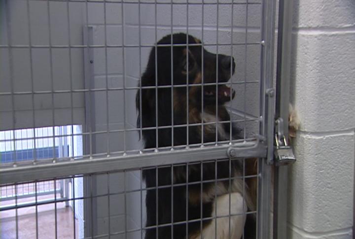 More pets being abandoned at shelter in the middle of the night