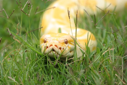 Student finds python on driveway
