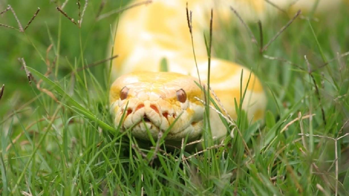 Student finds python on driveway