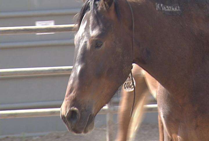 Utah trainers ready wild horses for Extreme Mustang Makeover