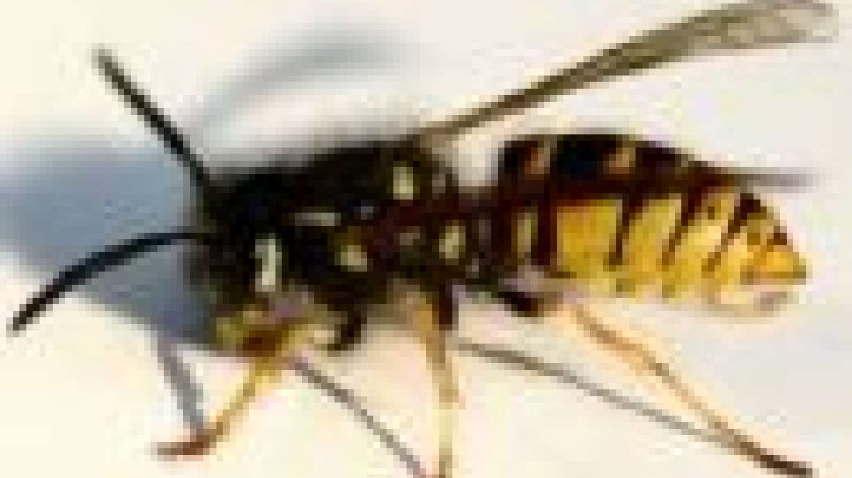 The Right Trap for the Right Wasp