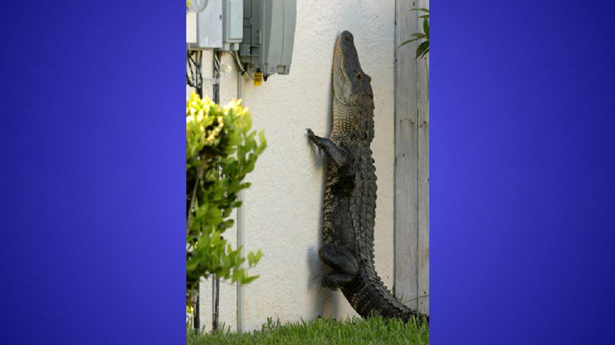 Gator Seen Climbing Side of Florida Home