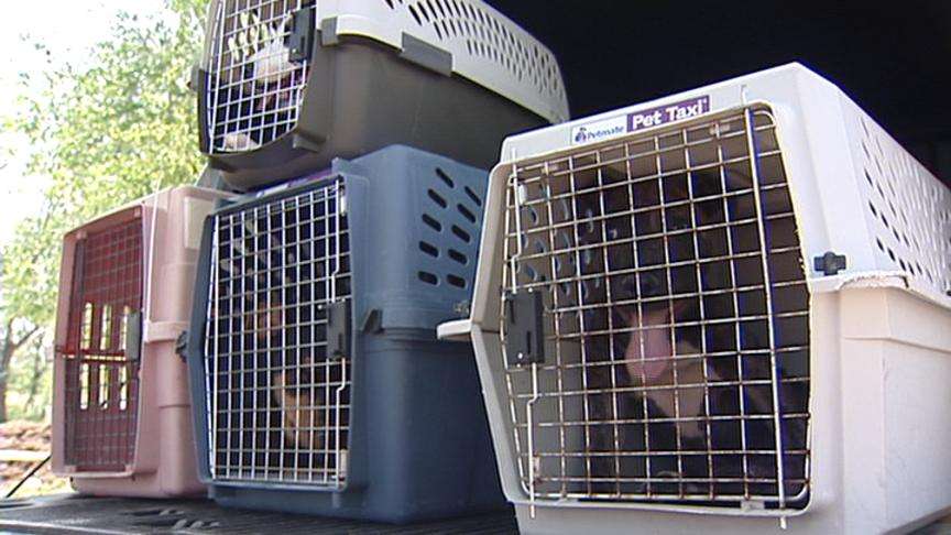 New Animal Shelter Not Ready for Cats and Dogs