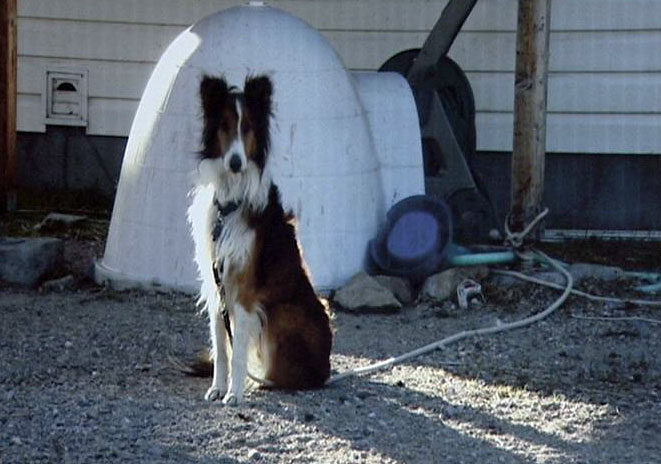 In many instances, dogs are not allowed in the house. These dogs are not socialized and may exhibit more aggressive behavior when they do interact with humans.