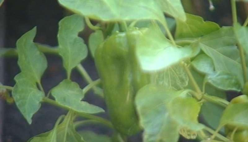 City workers replace empty planter boxes with a flourishing vegetable garden