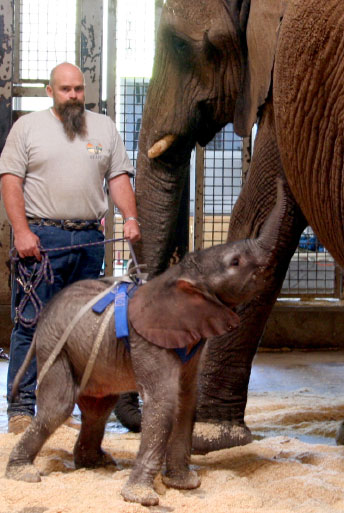 Baby female elephant born at Utah's Hogle Zoo