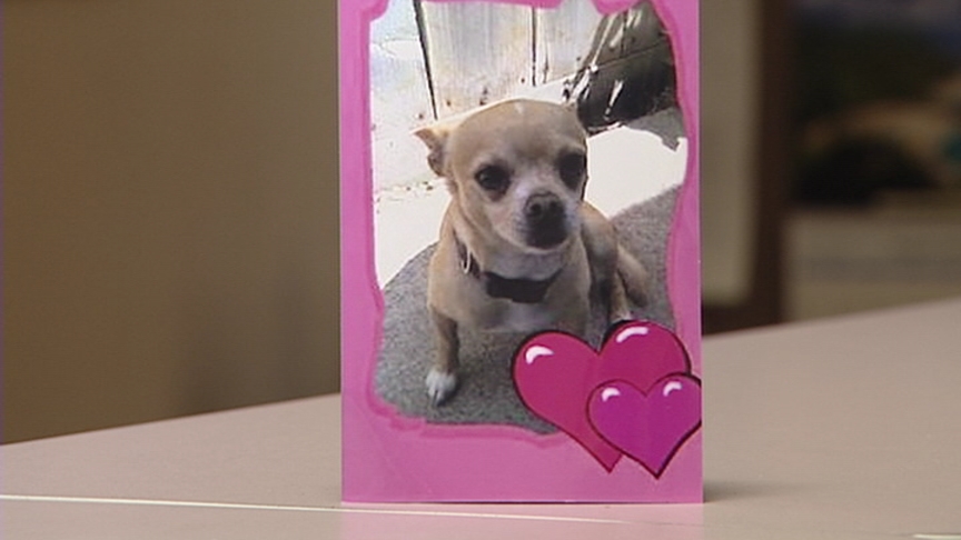 Sammy the stolen chihuahua reunited with owner