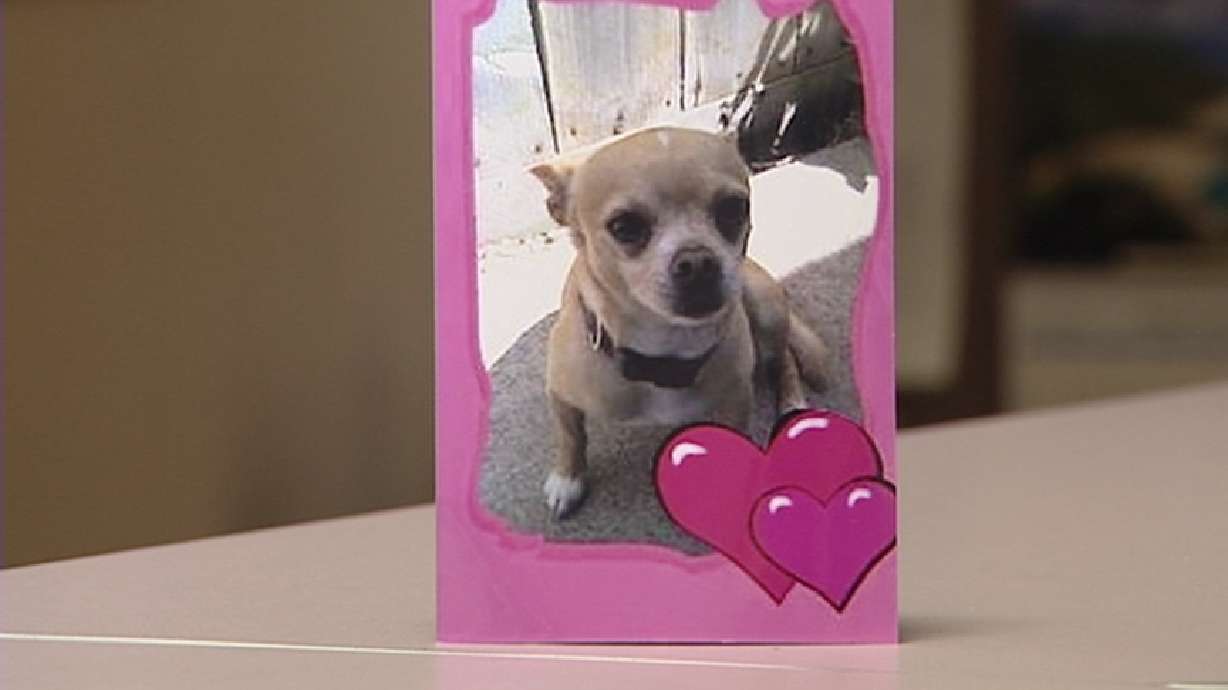 Sammy the stolen chihuahua reunited with owner