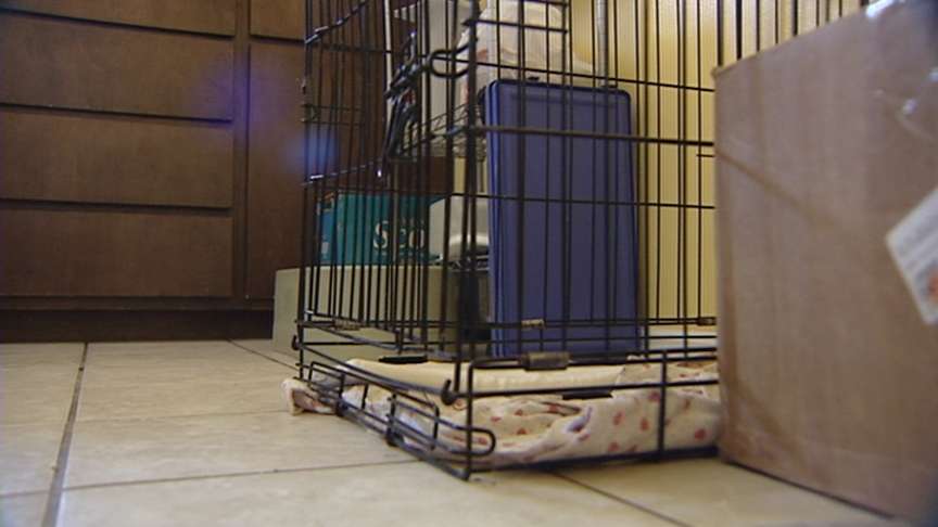 Reward offered for stolen dog