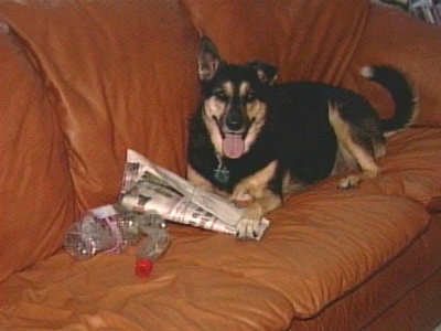 Florida Dog is Into Recycling